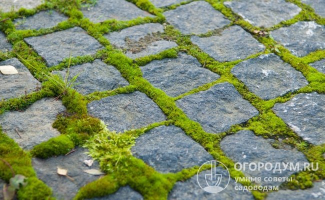 Різні види бріофітів часто застосовують у ландшафтному дизайні