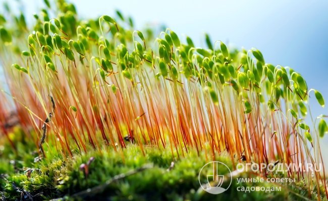 Під час цвітіння зозулячого льону на верхівці стебла формується коробочка зі спорами, які після дозрівання легко розносяться вітром