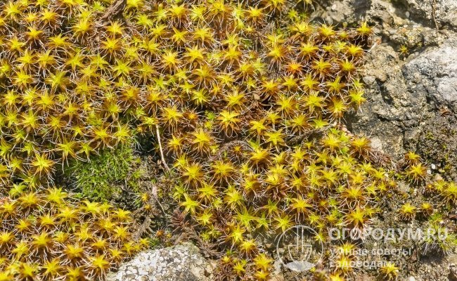 Синтрихія може виростати на піщаних ґрунтах, каменях, виступаючих коренях і корі дерев, стінах будинків (у тому числі бетонних).