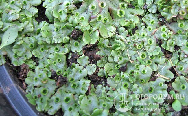 Маршанція - різностатева, статеві органи у вигляді парасольок розташовані над слані.