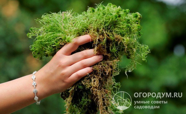 Зелена верхівка стебла щорічно відростає на 2-3 см, а нижня частина поступово відмирає