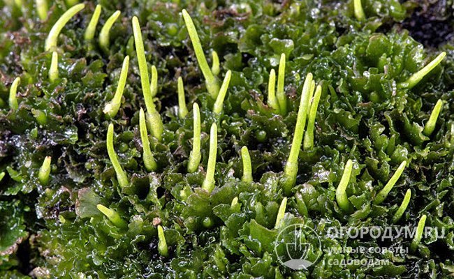 Антоцерот гладкий з'являється ранньою весною на грядках, у борознах та квітниках.