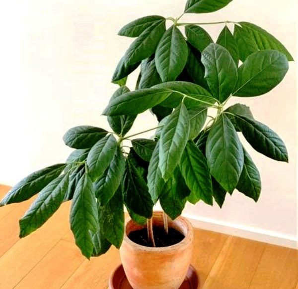 авокадо вирощене в домашніх умовах фото