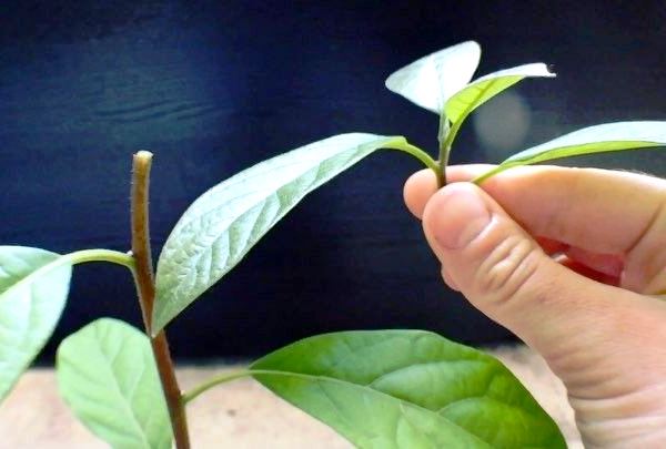 обрізка авокадо фото