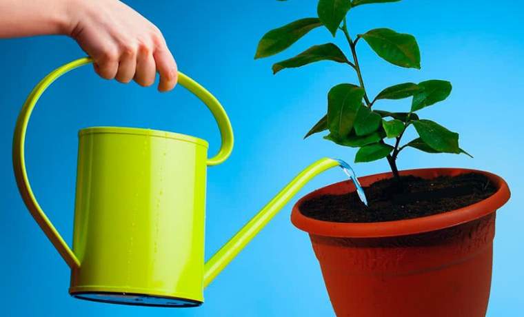 Авокадо - як поливати та доглядати в домашніх умовах?