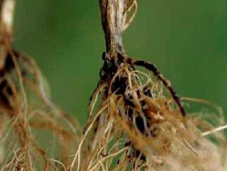 Коренева гниль