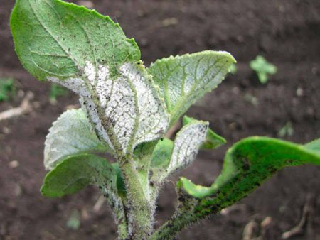 хибна борошниста роса