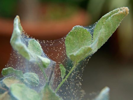 Павутинний кліщ