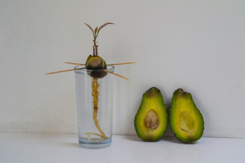 Відкритий спосіб пророщування