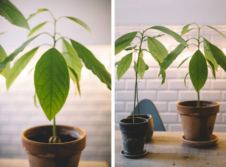 Молоде дерево з тонким стовбуром