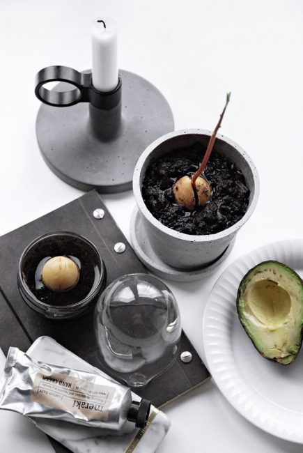Вирощування авокадо будинку з кісточки