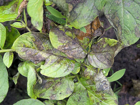 Фітофтороз