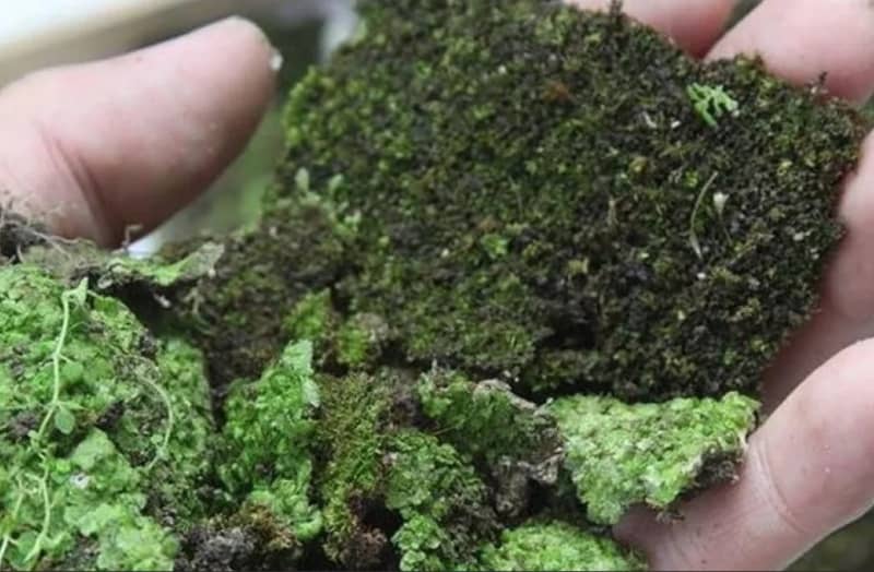 Як позбутися моху