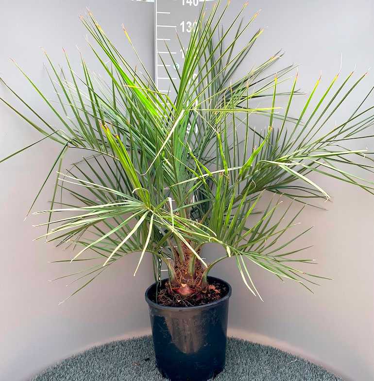 Пальма бутія