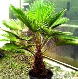 Фото брахеї