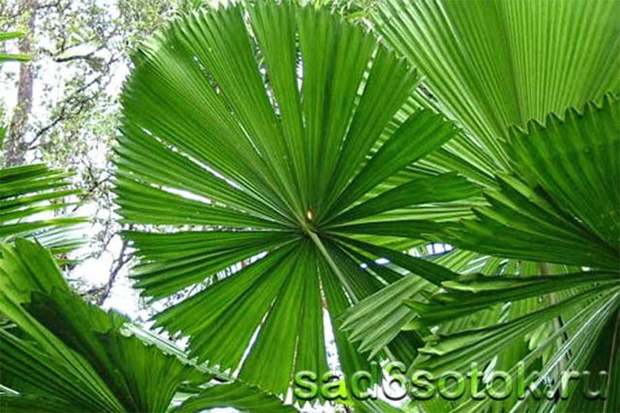 Пальма віяла Пальма віяла