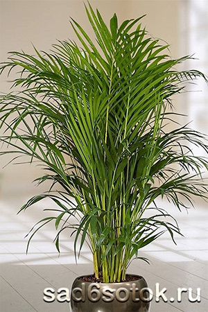 Пальма тростинна Пальма тростинна