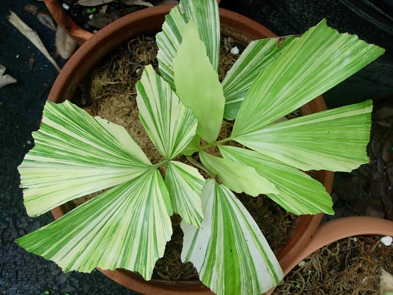 Пальма Карріота Карріота