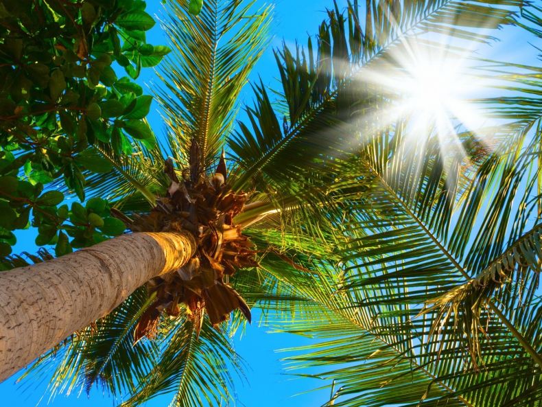 Кімнатна пальма - види, правила догляду в домашніх умовах, полив, пересадка, цікаві факти, фото