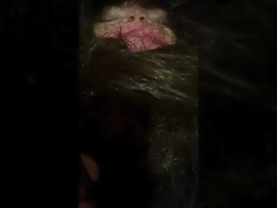 Як виглядає домовик в реальності і : 75 фото