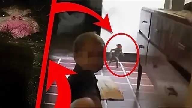 Як виглядає домовик в реальності і : 75 фото