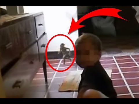 ДЕ ЖИВЕ ДОМОВИЙ НЕВЕРОЯТНІ ФАКТИ