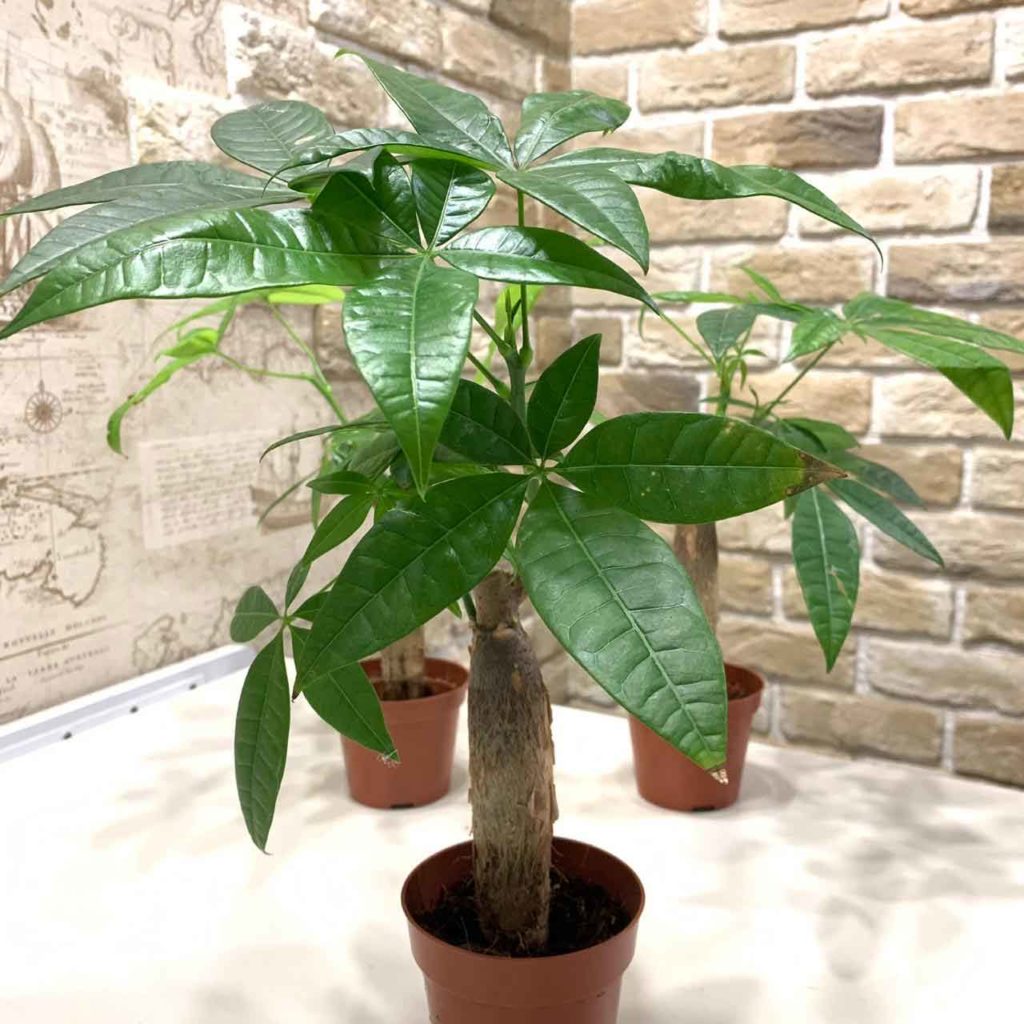 Пахира Пахира