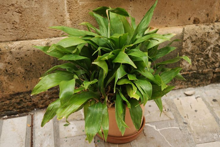 Аспидистра