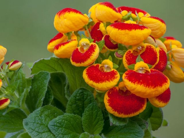 Кальцеолярия