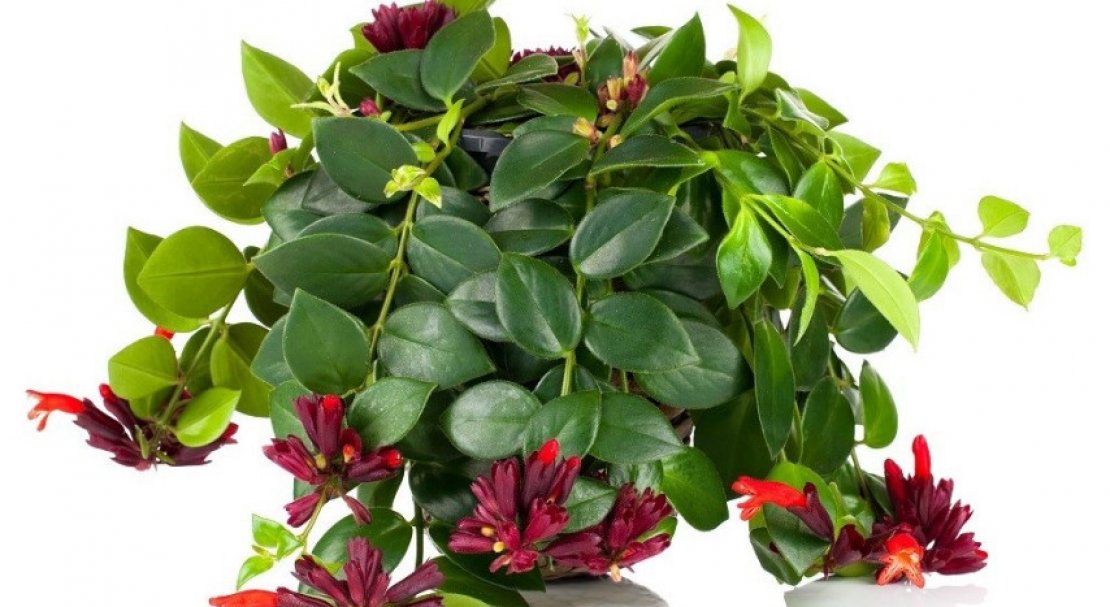 Эсхинантус Эсхинантус