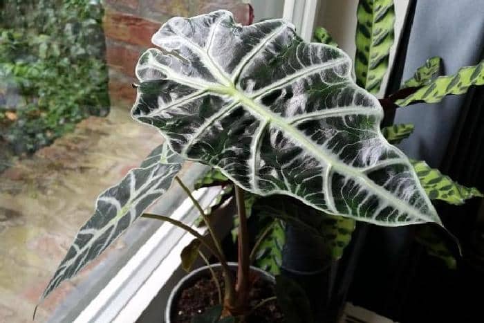 66 тенелюбивых комнатных растений с фото