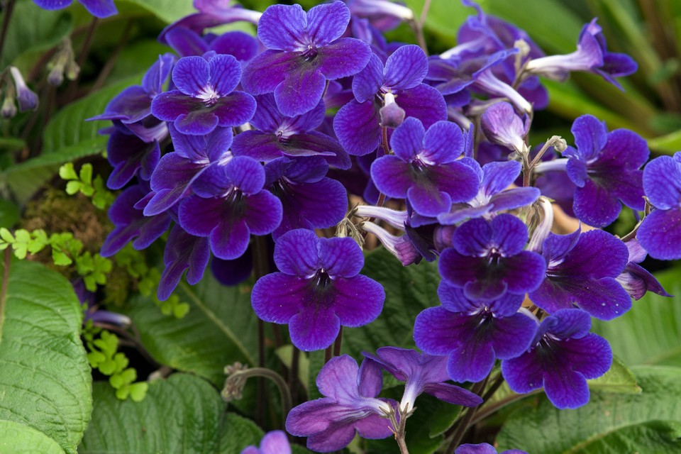 цветущие растения тенелюбивые цветущие растения тенелюбивые