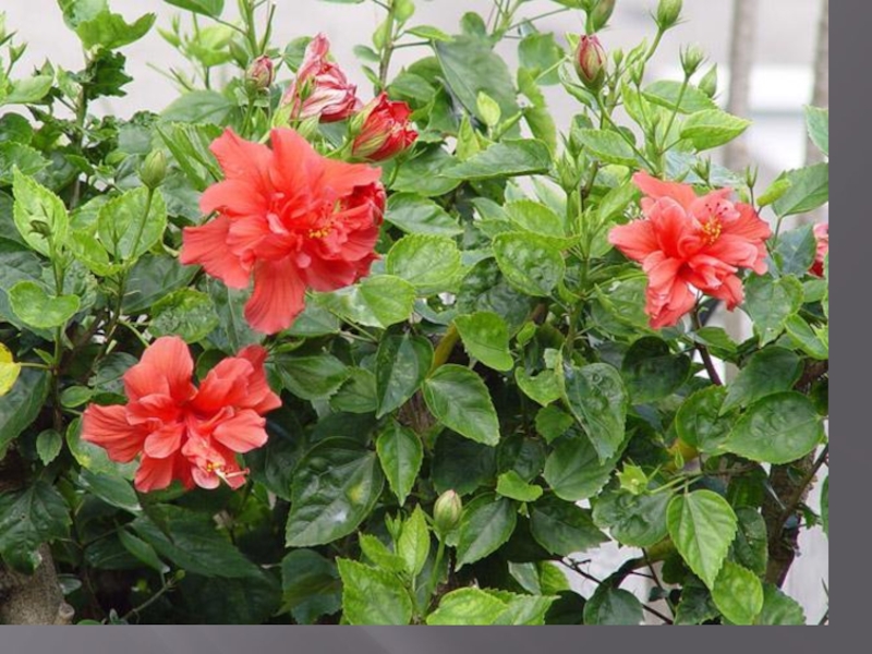 Китайская роза Китайская роза