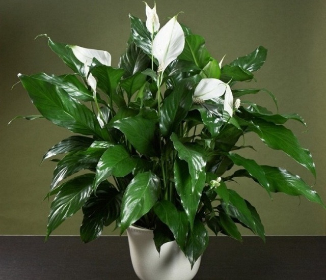 Спатифиллум