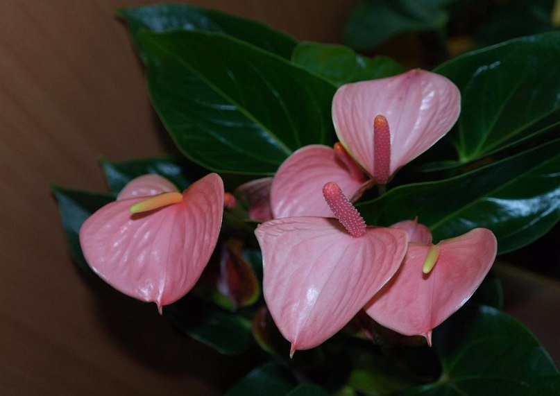 Антуриум Антуриум