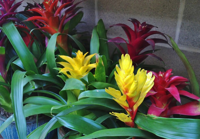 тенелюбивые растения примеры тенелюбивые растения примеры