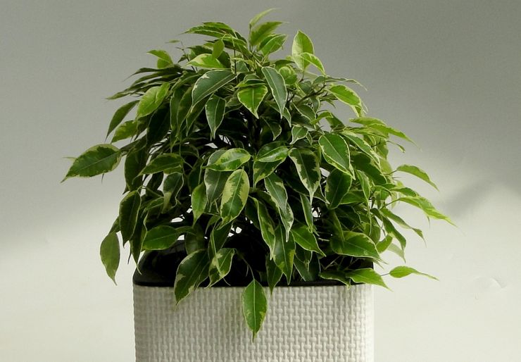 Фикус Бенджамина