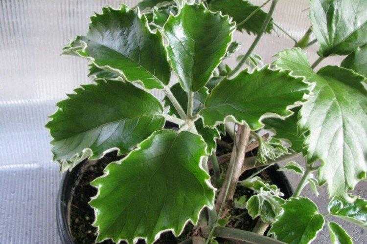 Тетрастигма Вуанье Тетрастигма Вуанье