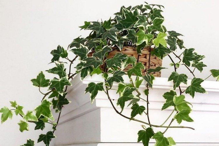 Хедера Хедера