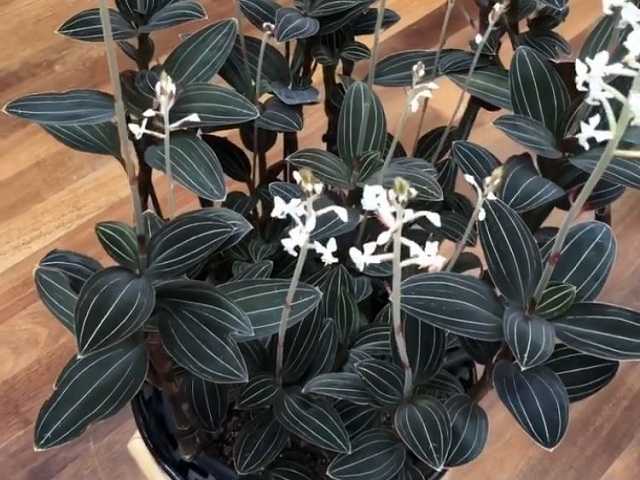 Орхидея гемария