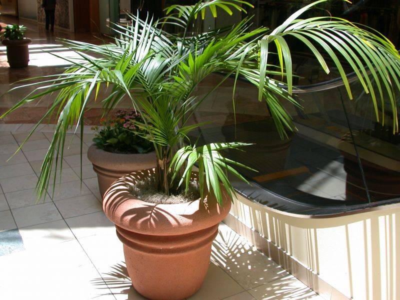 Ховея Ховея