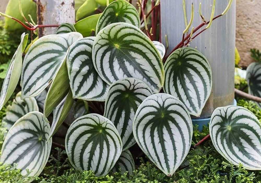 Пеперомия Пеперомия