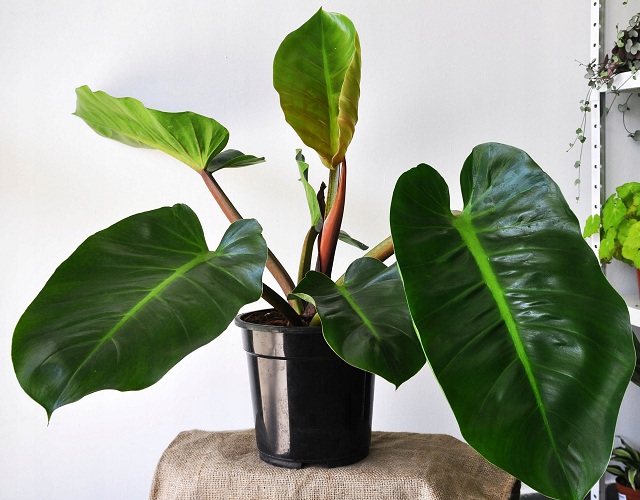 Филодендрон