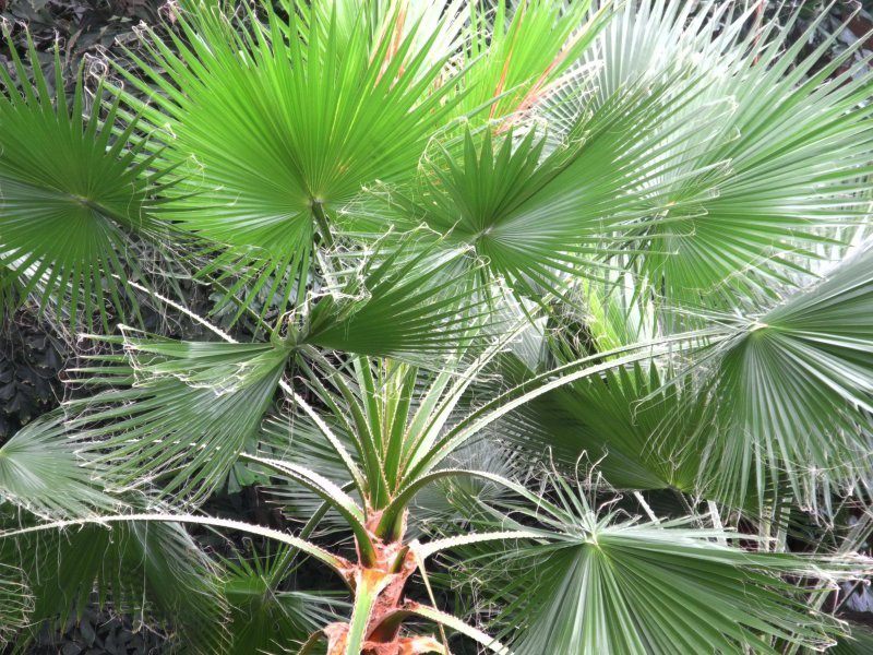 Вашингтония Вашингтония