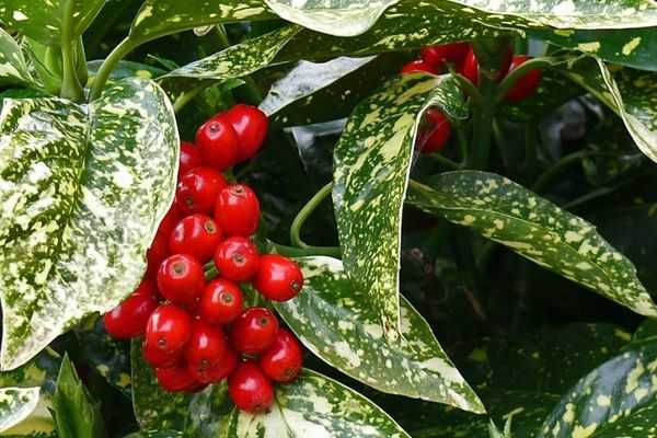 Японская аукуба